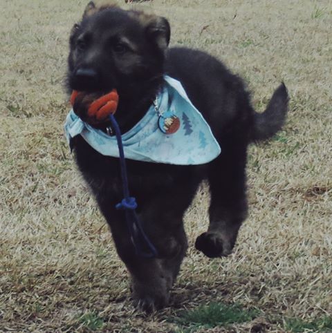 Puppy Gear & Dog Training