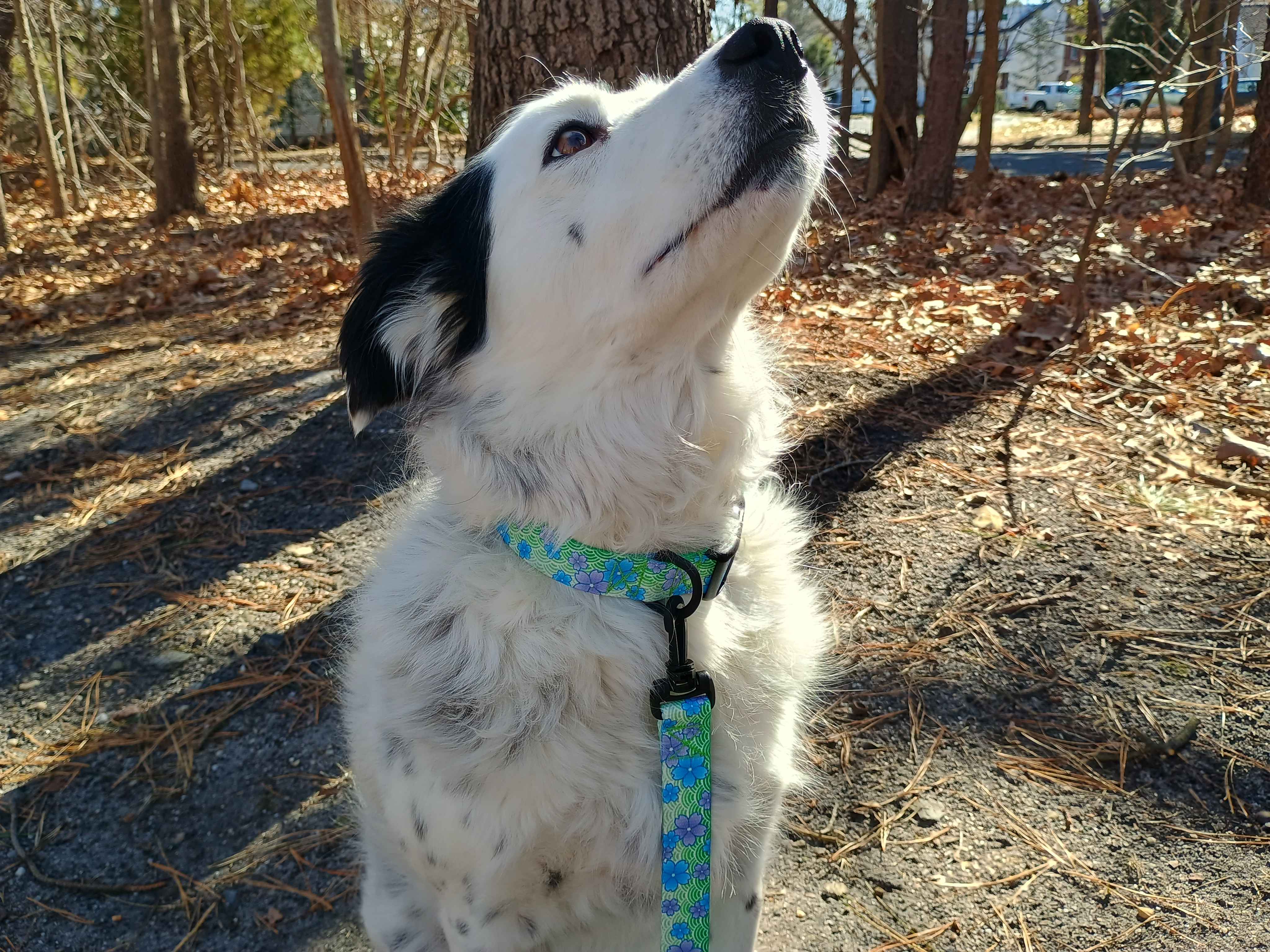 A beautiful female piebald merle border collie showing off our TSA blue Blossom collar & leash! Great for dogs with metal allergies or TSA checkpoints.