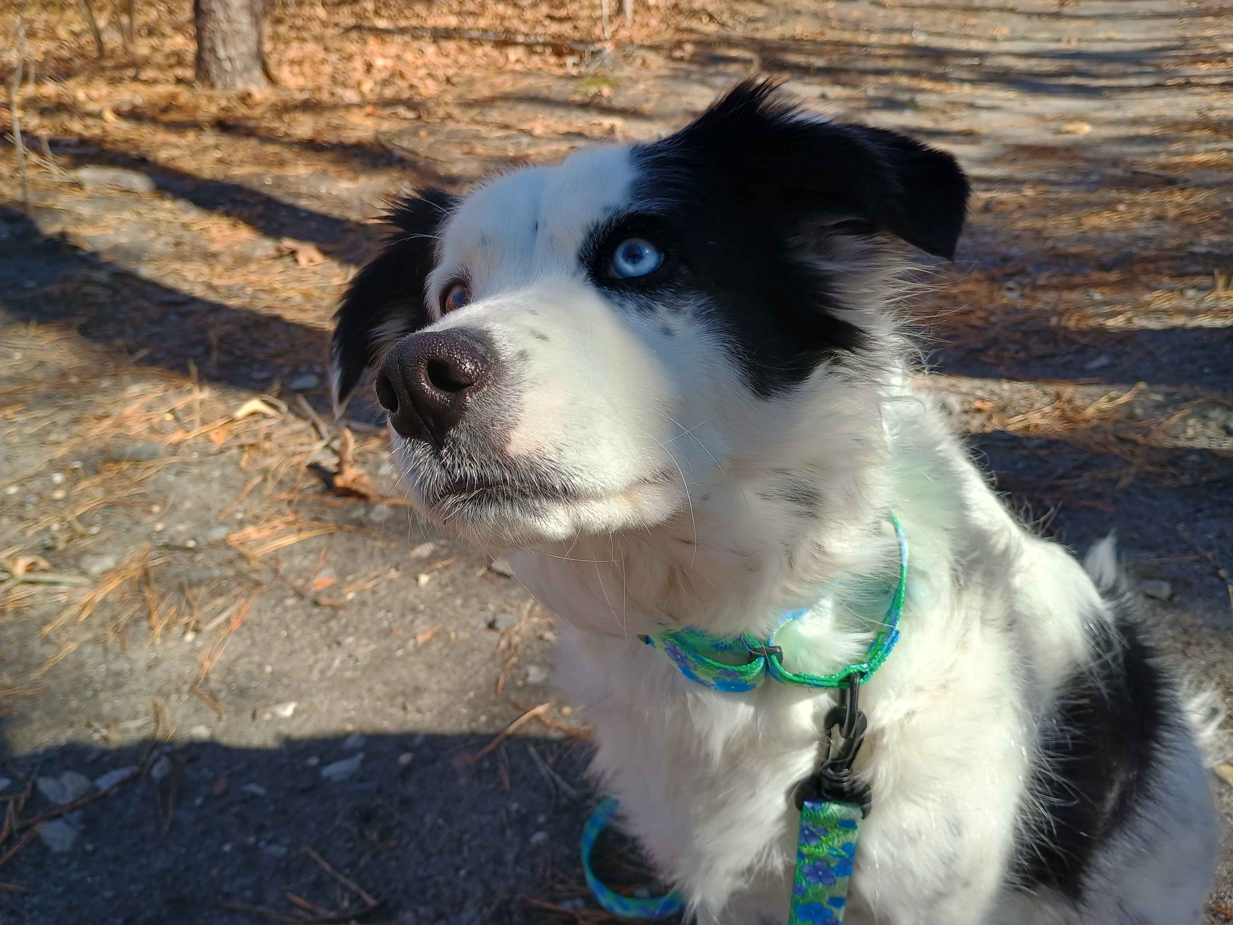 A beautiful female piebald merle border collie wearing a Blue Blossom metal free TSA martingale with a matching metal free TSA leash. This collar features all plastic hardware with purple and blue blossoms on a spring green background.