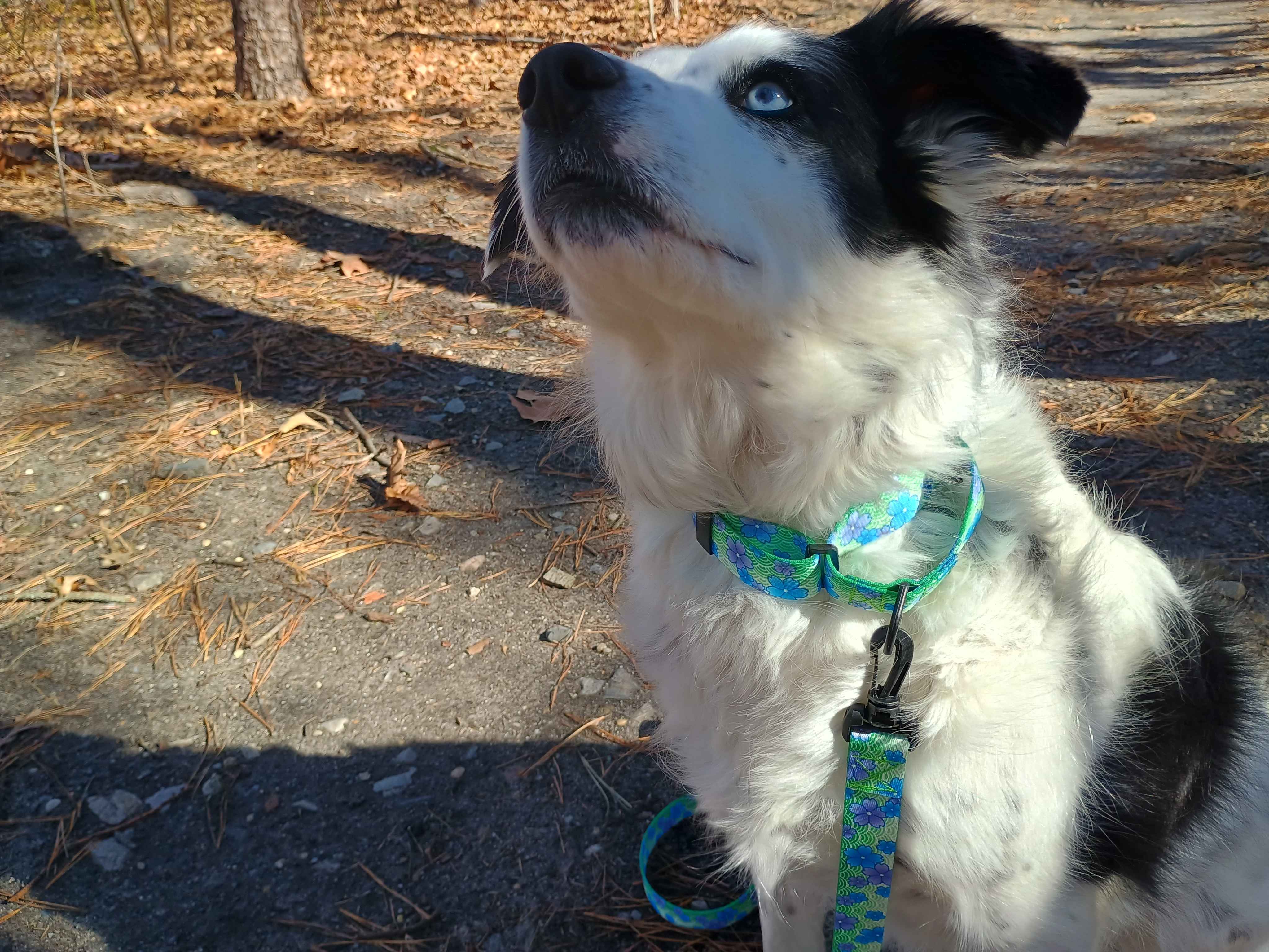 A beautiful female piebald merle border collie wearing a Blue Blossom metal free TSA martingale with a matching metal free TSA leash. This collar features all plastic hardware with purple and blue blossoms on a spring green background.