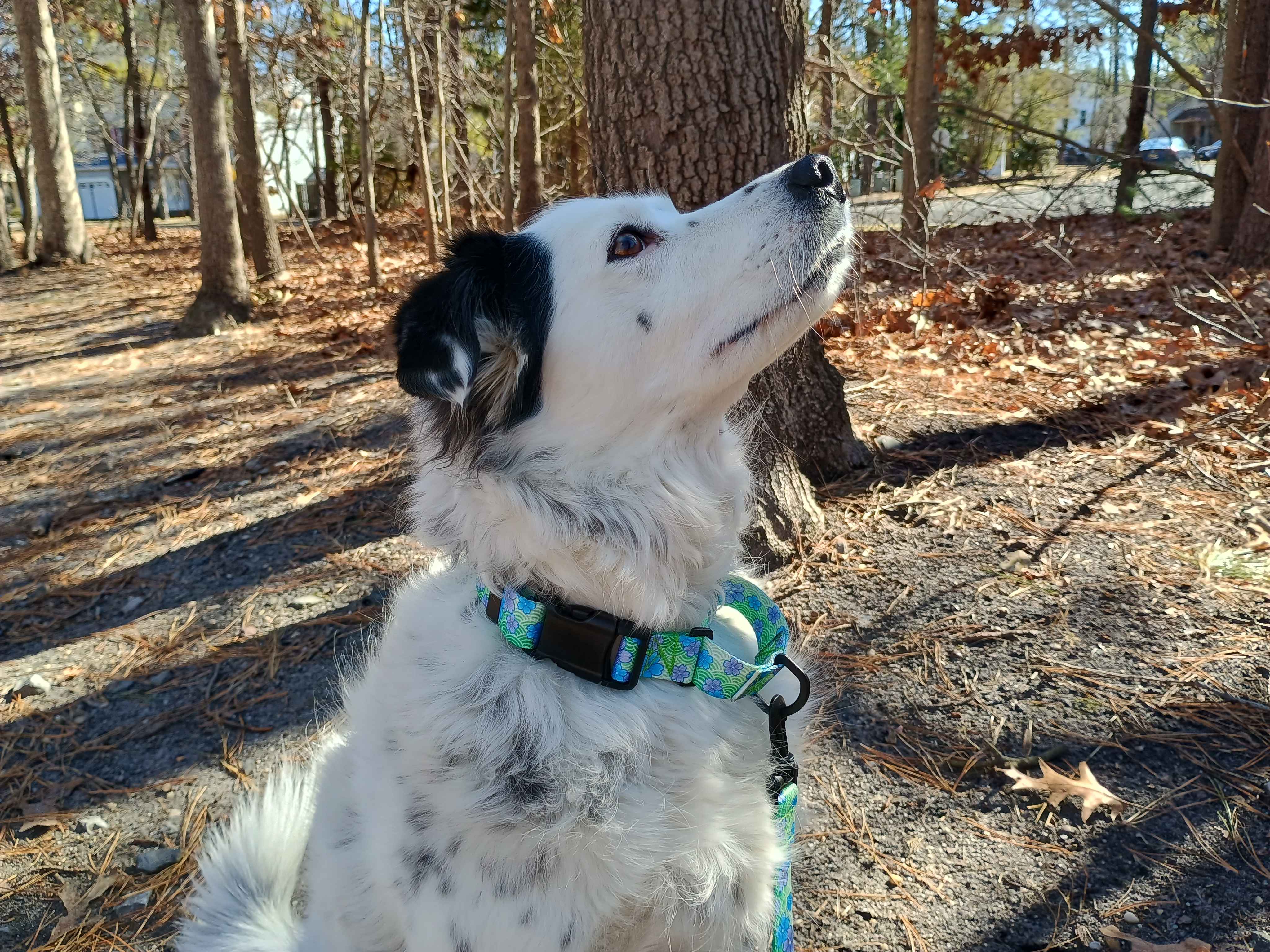 A beautiful female piebald merle border collie wearing a Blue Blossom metal free TSA martingale featuring a quick release plastic buckle with a matching metal free TSA leash. This collar features all plastic hardware with purple and blue blossoms on a spring green background.