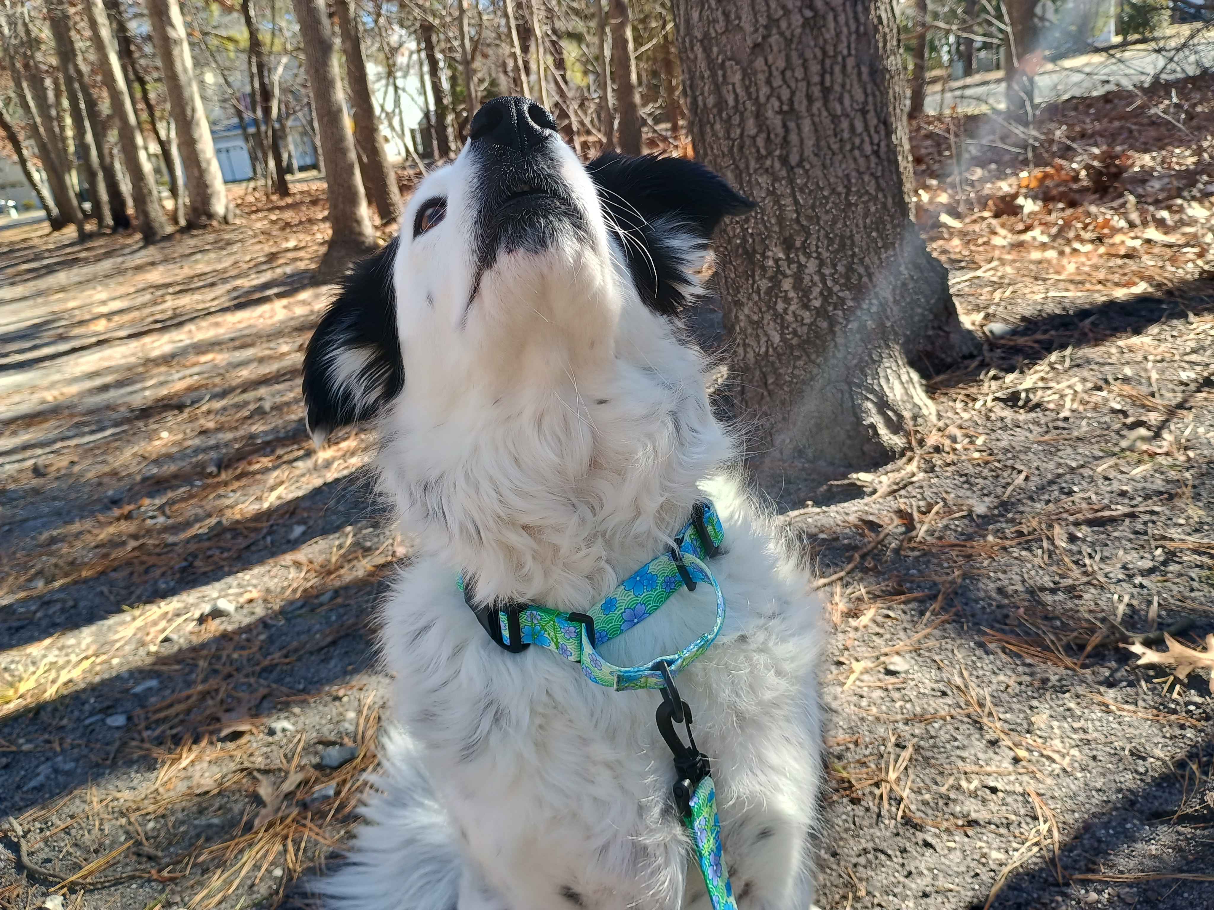 A beautiful female piebald merle border collie wearing a Blue Blossom metal free TSA martingale featuring a quick release plastic buckle with a matching metal free TSA leash. This collar features all plastic hardware with purple and blue blossoms on a spring green background.