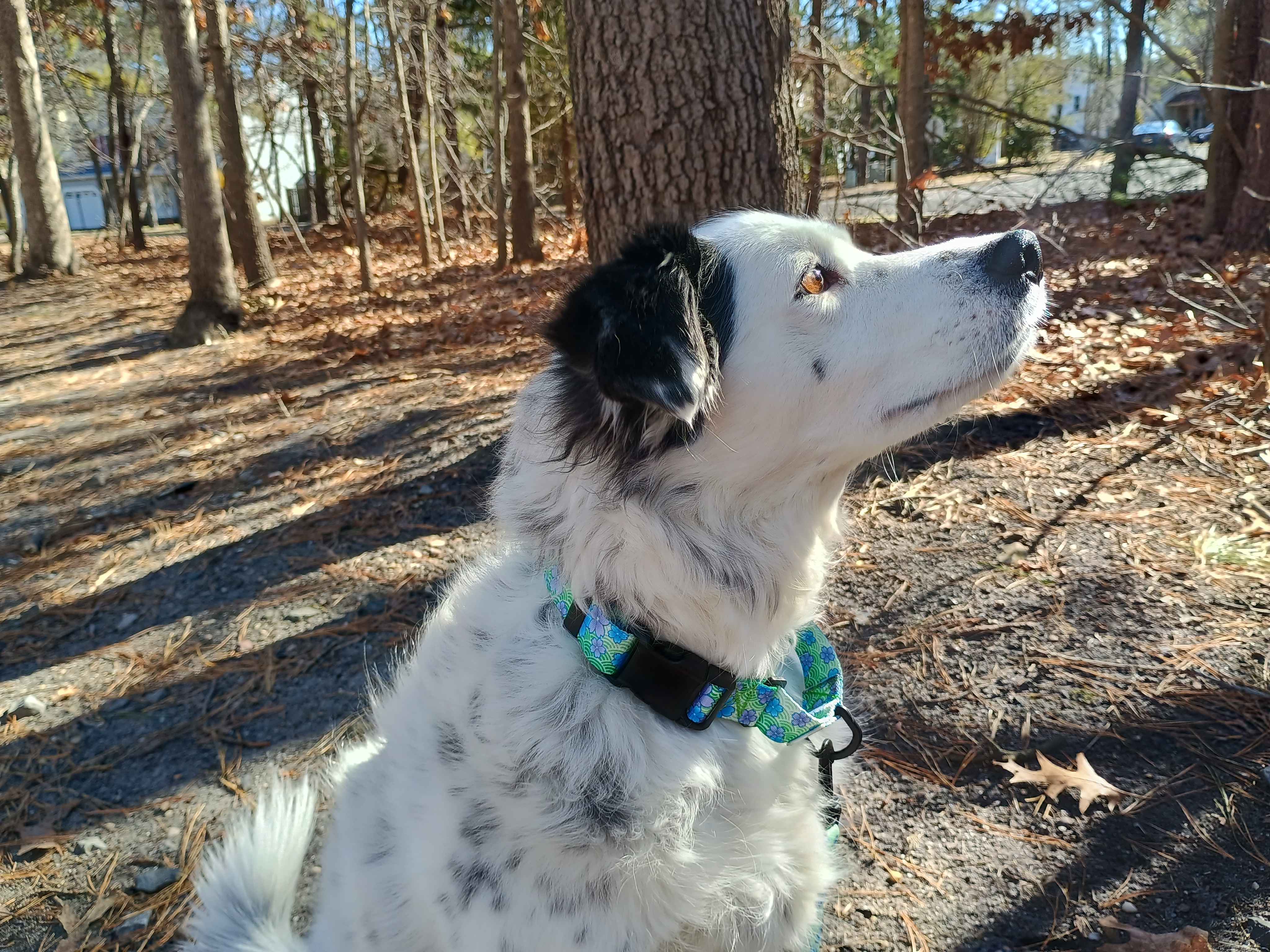 A beautiful female piebald merle border collie wearing a Blue Blossom metal free TSA martingale featuring a quick release plastic buckle with a matching metal free TSA leash. This collar features all plastic hardware with purple and blue blossoms on a spring green background.