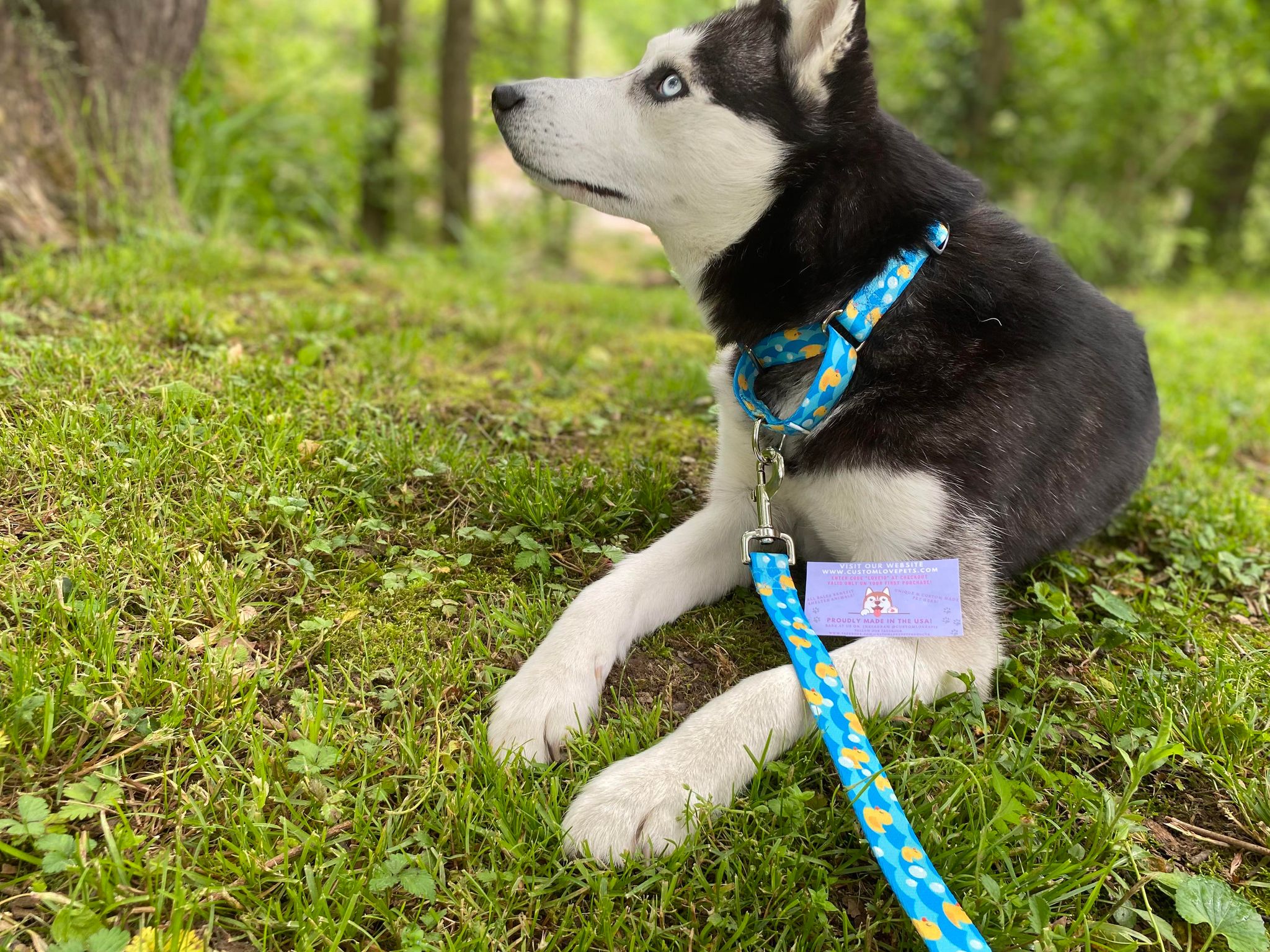 Ducky martingale collar