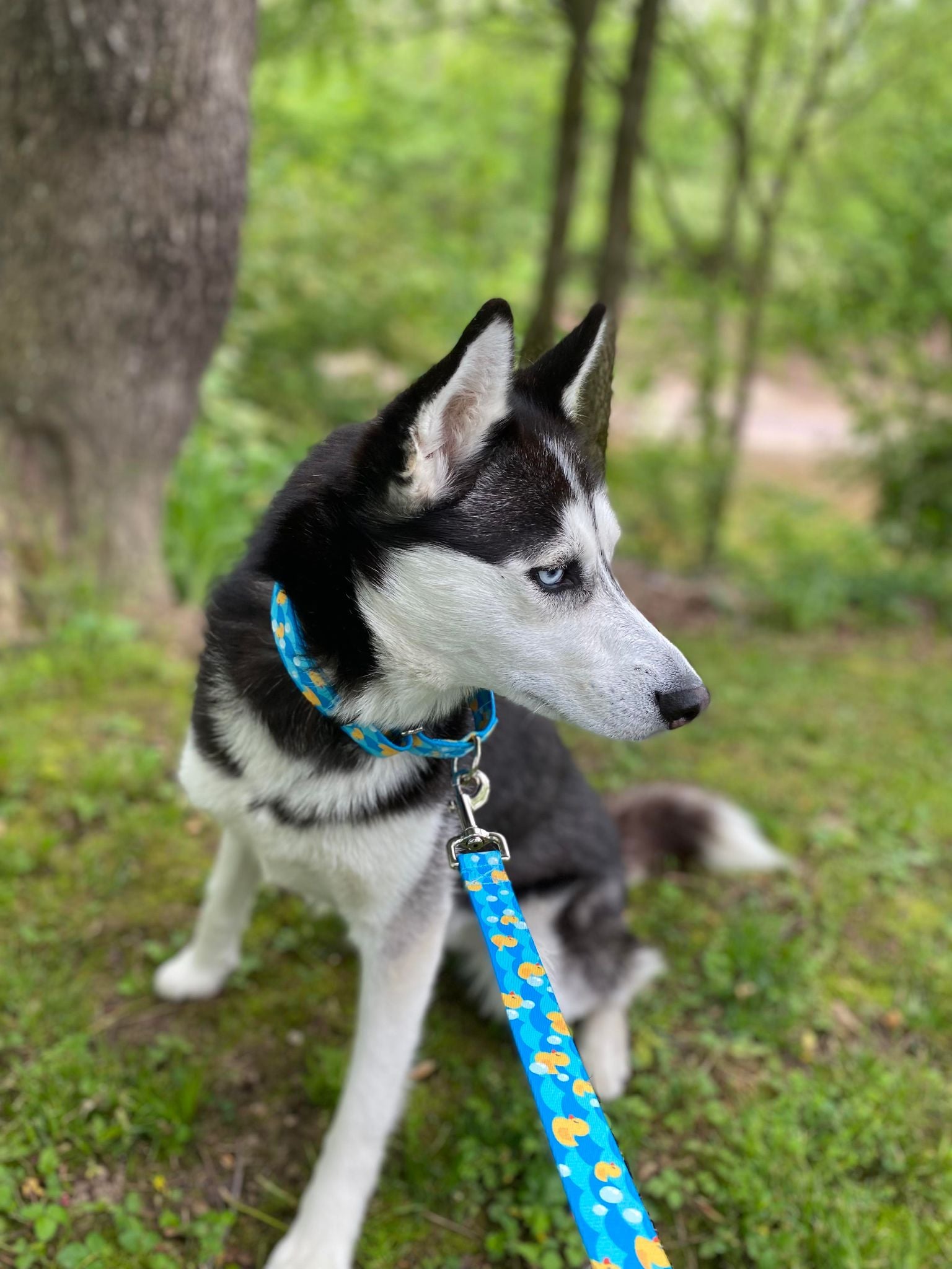 Ducky martingale collar