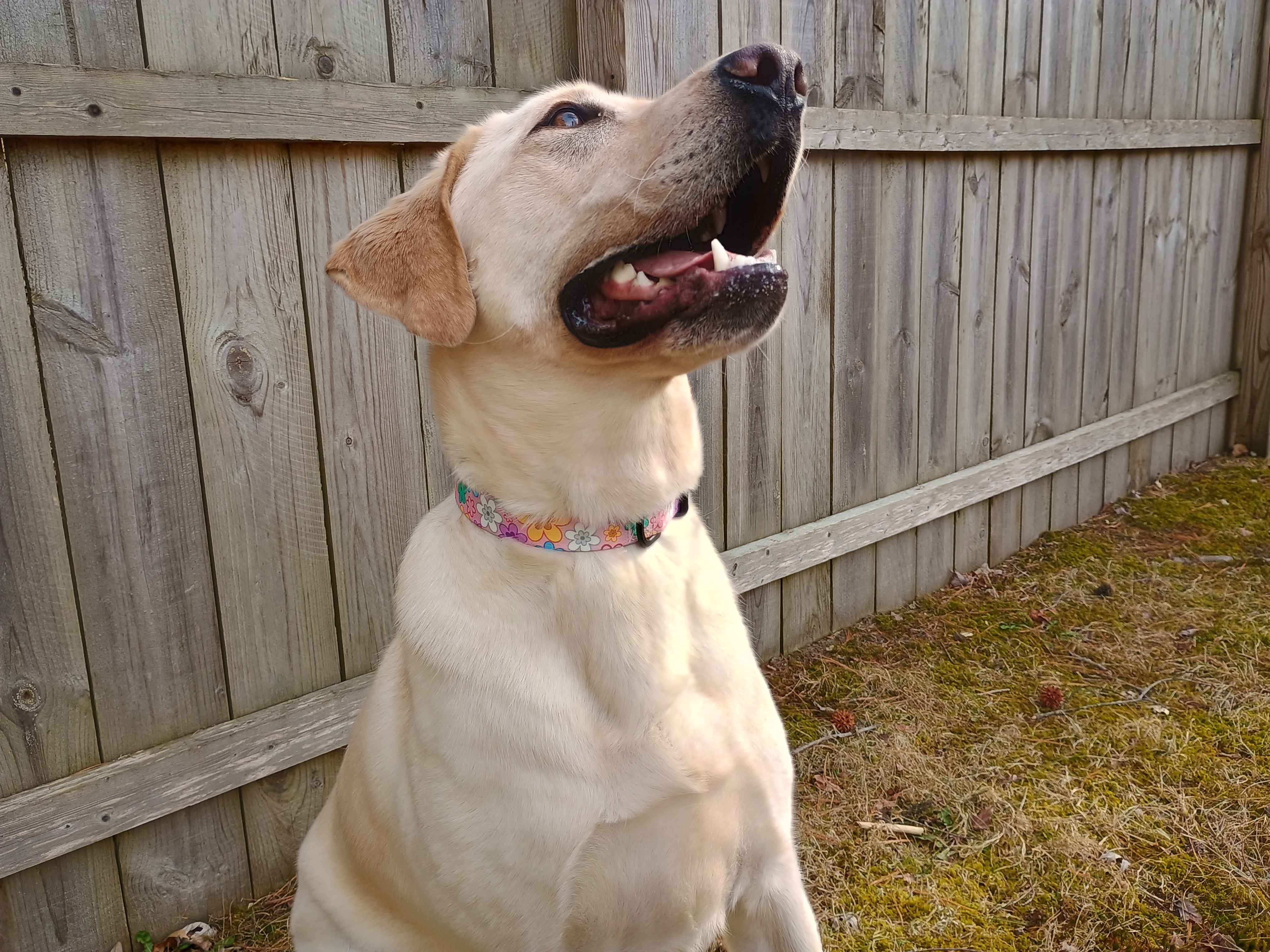 A beautiful female yellow lab wearing a Pansy TSA collar with a matching leash. A buckle collar featuring all plastic hardware. It has colorful pansies on a sky pink background.