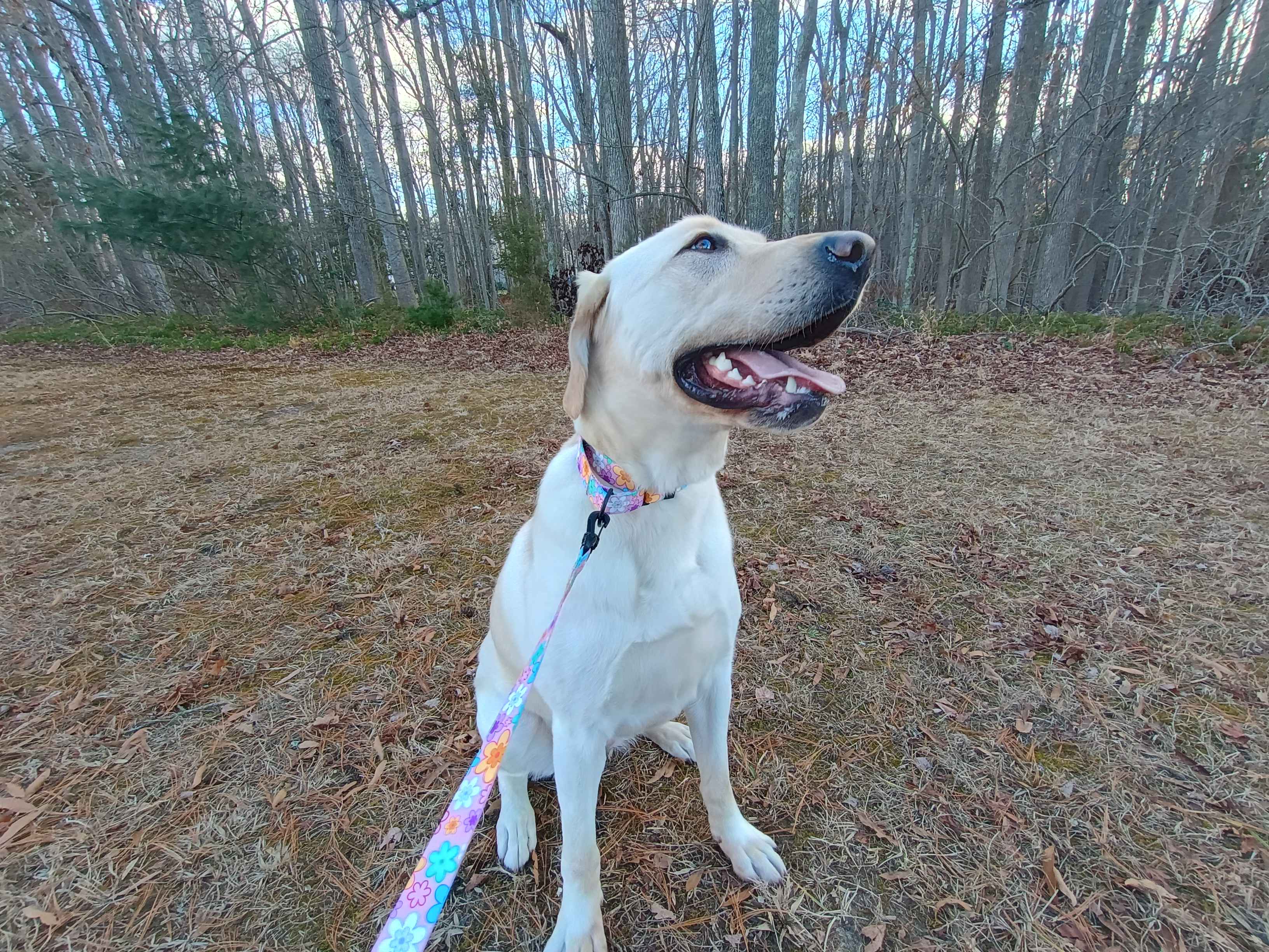 A beautiful female yellow lab wearing a Pansy TSA martingale with a matching leash. A martingale collar featuring all plastic hardware. It has colorful pansies on a sky pink background.