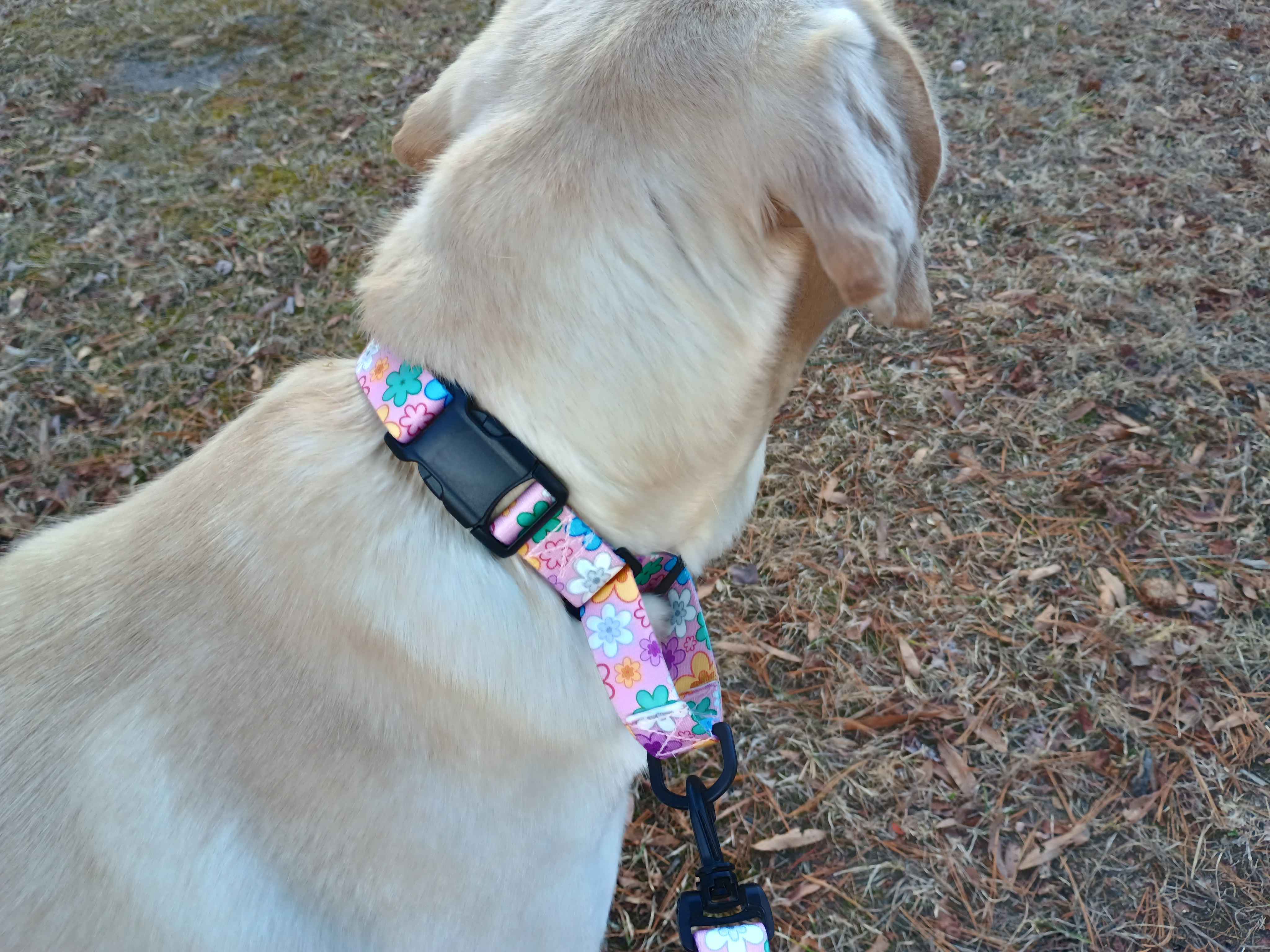 A beautiful yellow female labrador sporting a metal free TSA pansy martingale with buckle & matching leash. Colorful pansies on a baby pink background, completely metal free and great for TSA checkpoints.