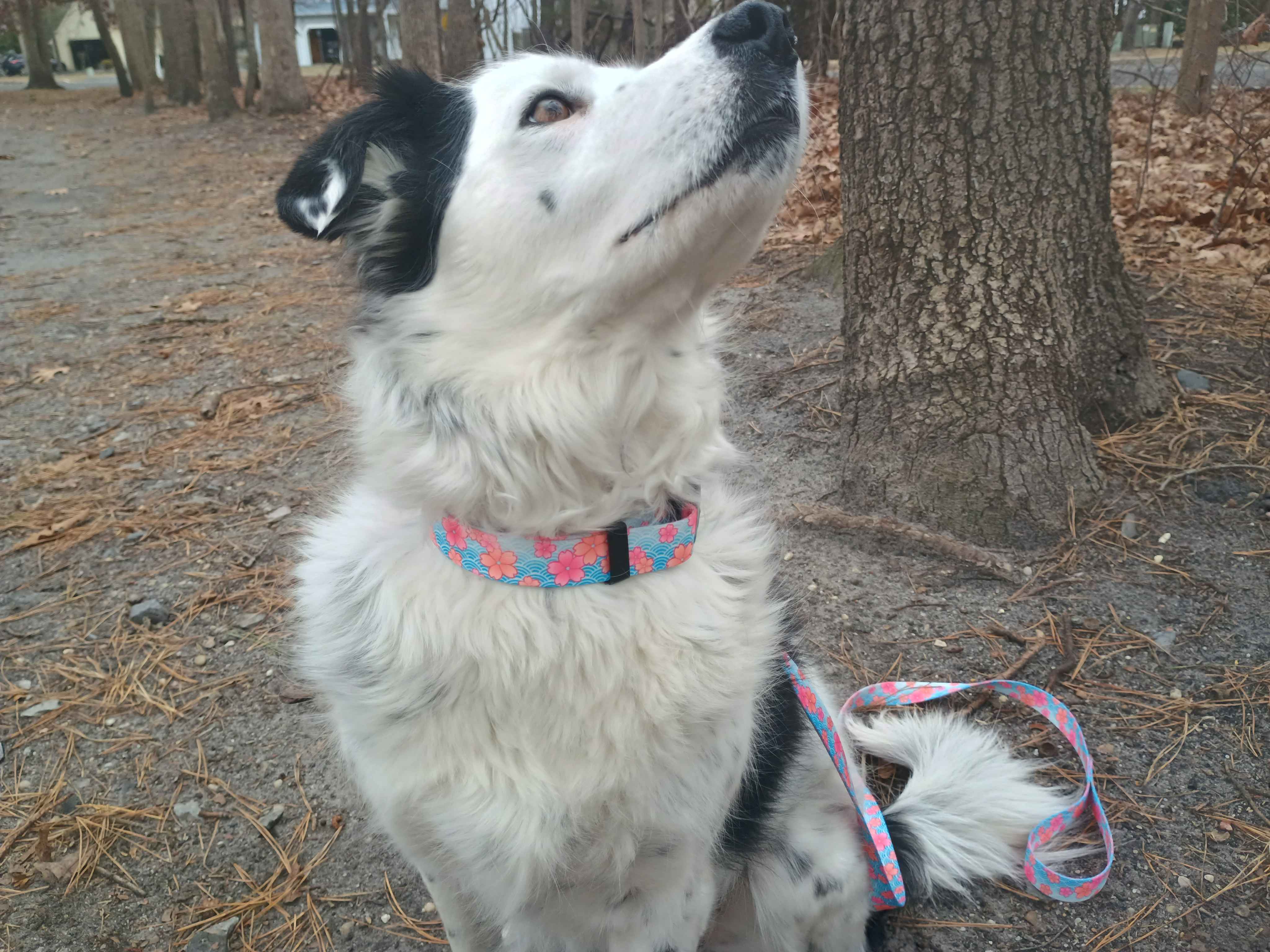 A beautiful female piebald merle border collie showing off our TSA pink Blossom collar & leash! Great for dogs with metal allergies or TSA checkpoints.