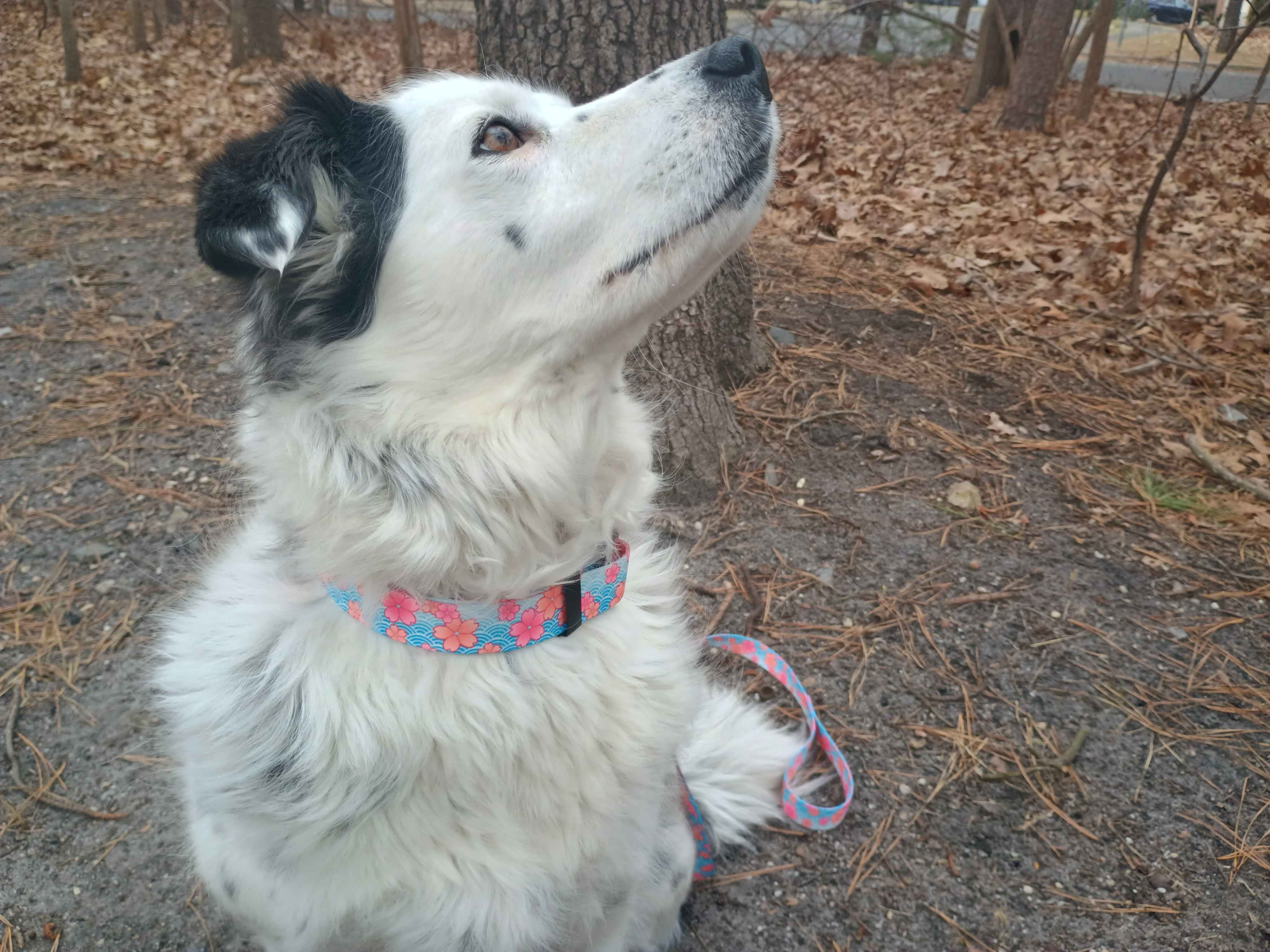 A beautiful female piebald merle border collie showing off our TSA pink Blossom collar & leash! Great for dogs with metal allergies or TSA checkpoints.