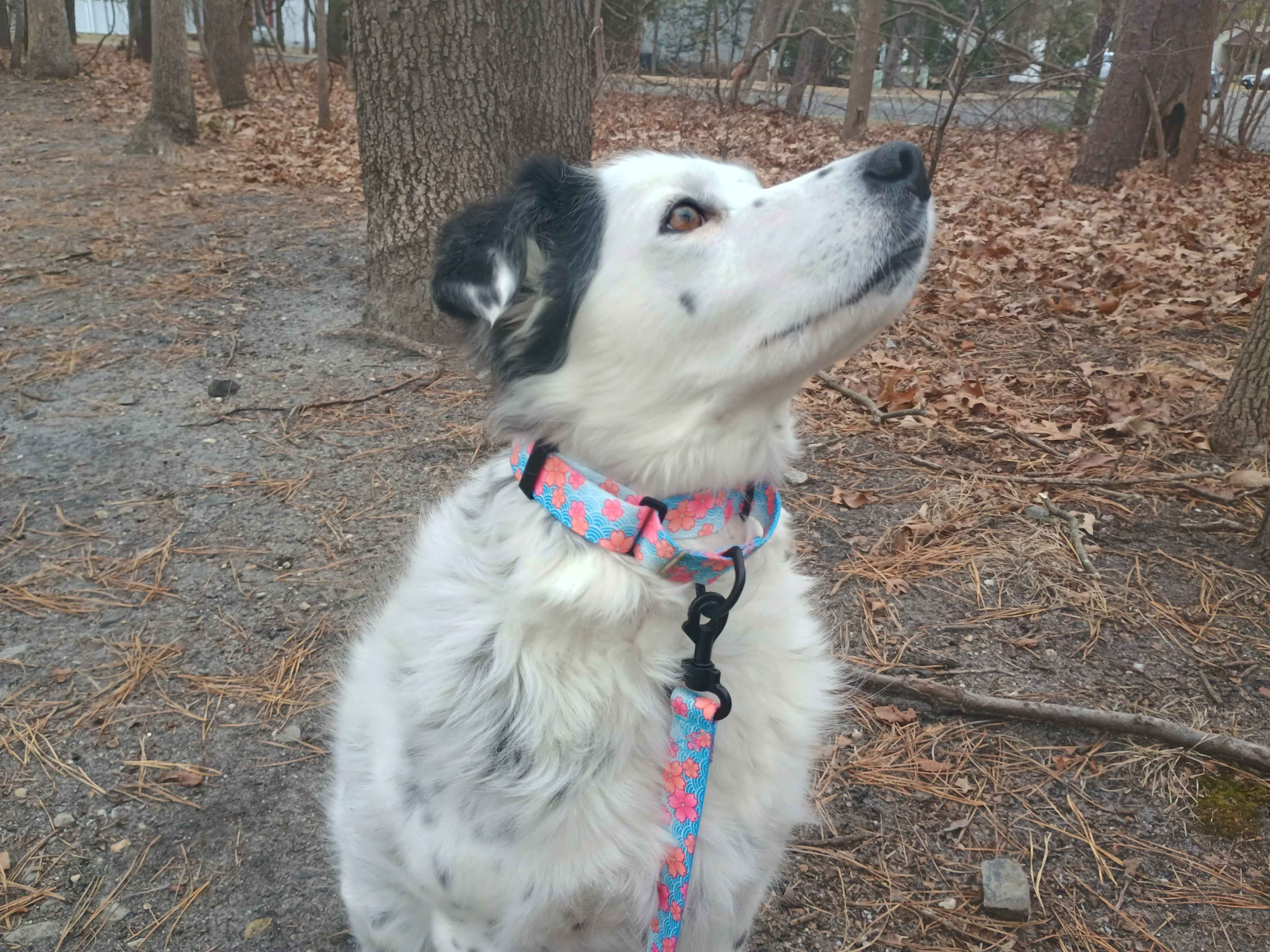 A beautiful piebald merle border collie strutting our TSA sunshine collar & leash. Beautiful blue and purple blossoms on a spring green background. Ideal for dogs with metal allergies or TSA checkpoints.