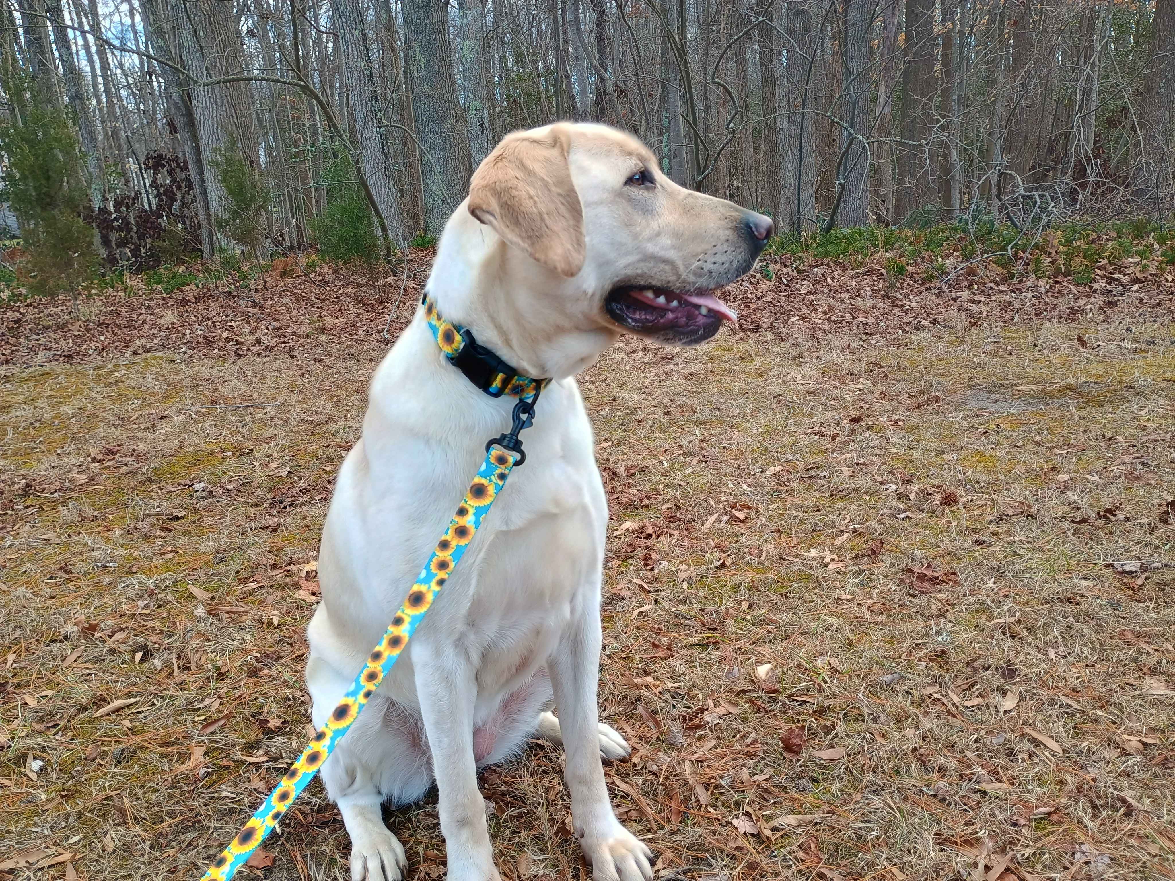 A beautiful female lab sporting our pansy TSA collar and leash! Beautiful sunflowers on a sky background. Completely metal free, great for dogs with allergies or TSA checkpoints.