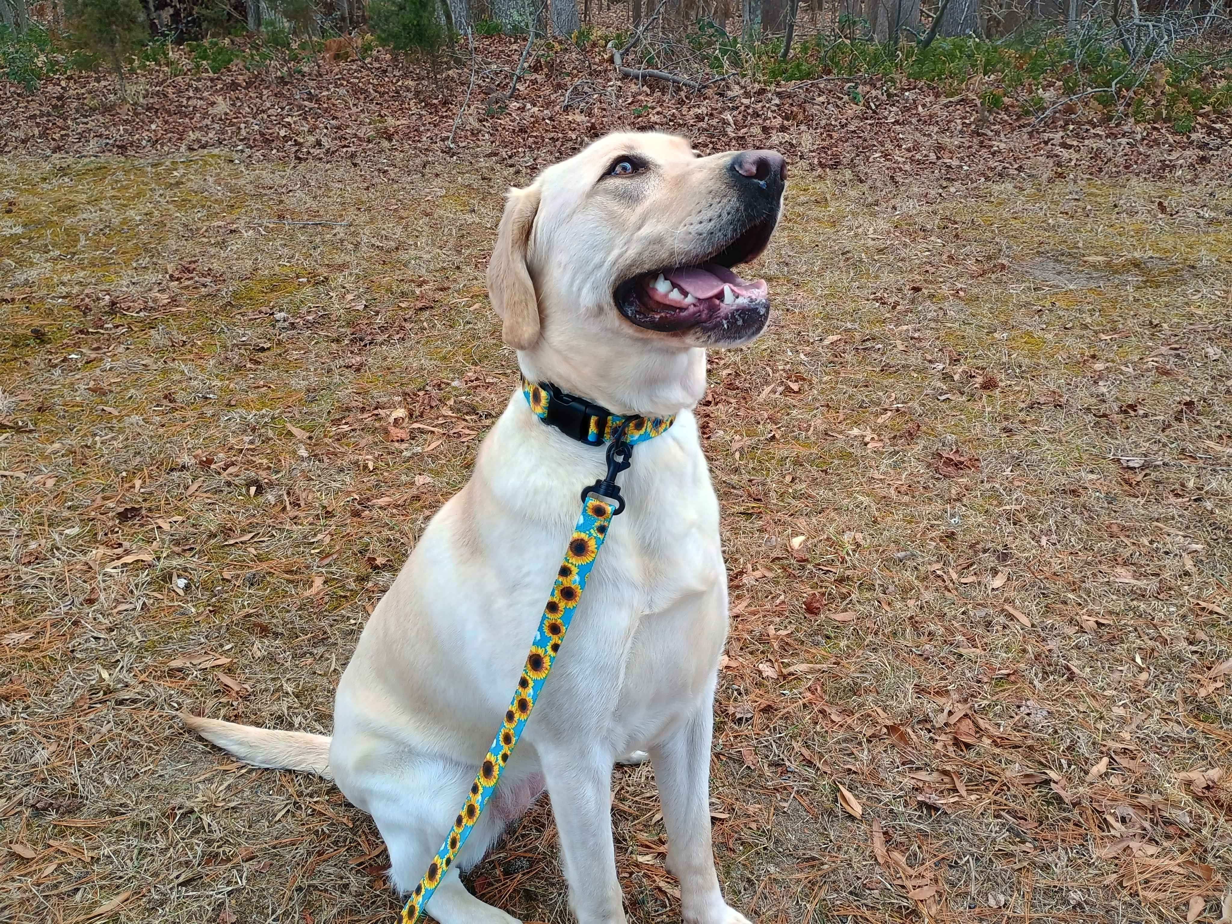 A beautiful female lab sporting our pansy TSA collar and leash! Beautiful sunflowers on a sky background. Completely metal free, great for dogs with allergies or TSA checkpoints.