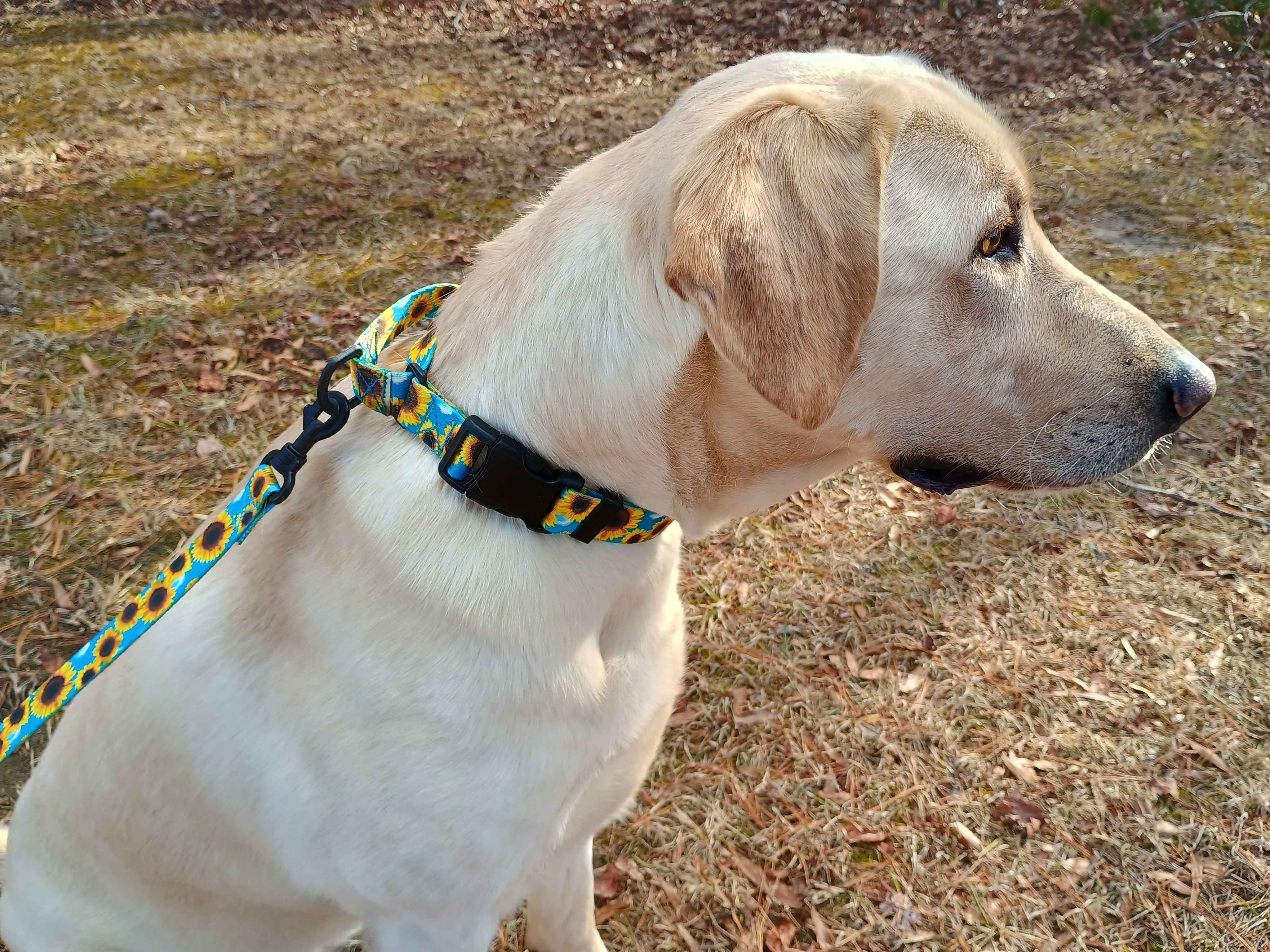 A beautiful yellow female labrador sporting a metal free TSA sunflower martingale with buckle & matching leash. Yellow sunflowers on a sky blue background, completely metal free and great for TSA checkpoints.