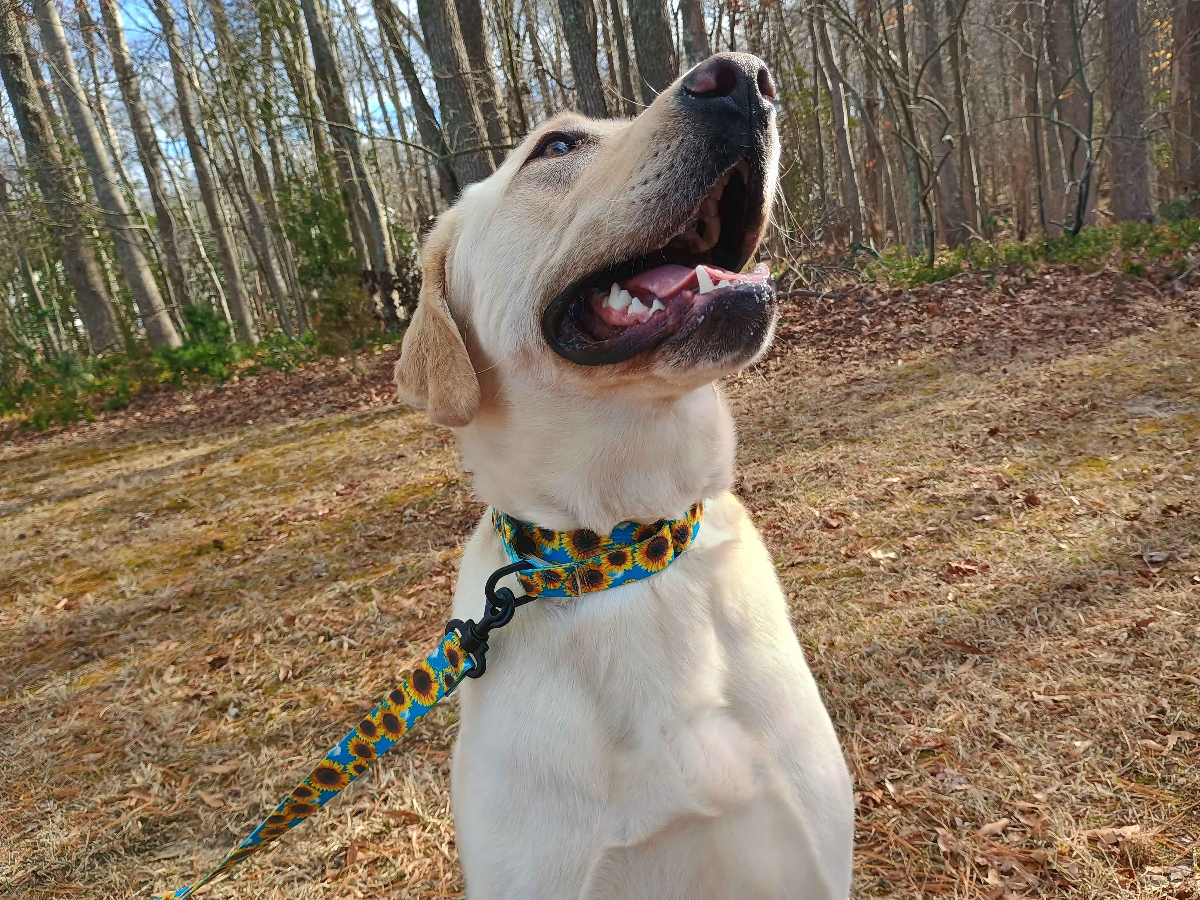 A beautiful female yellow lab wearing a Sunflower Field TSA martingale with a matching leash. A martingale collar featuring all plastic hardware. It has yellow sunflowers on a sky blue background.