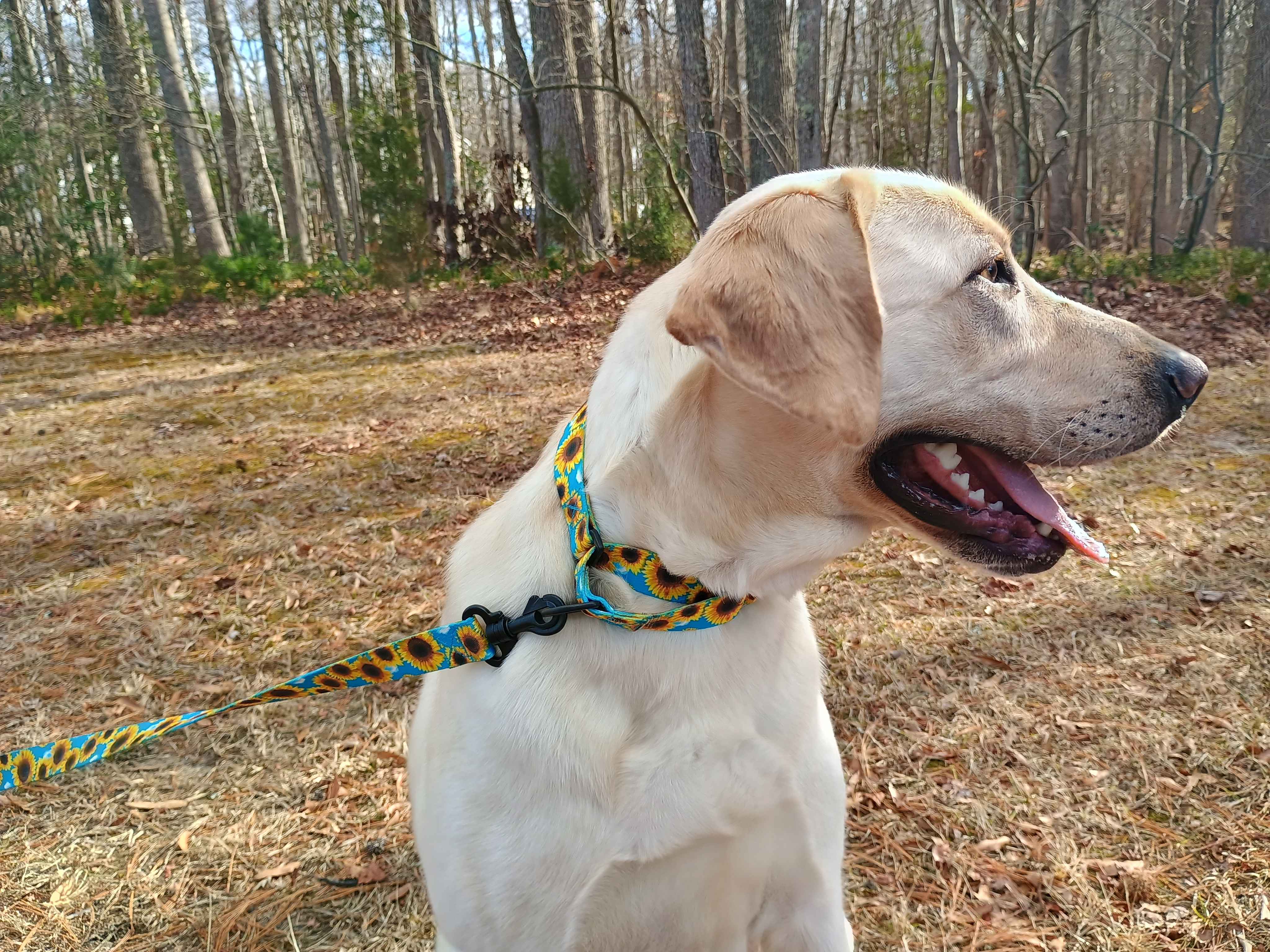 A beautiful female yellow lab wearing a Sunflower Field TSA martingale with a matching leash. A martingale collar featuring all plastic hardware. It has yellow sunflowers on a sky blue background.