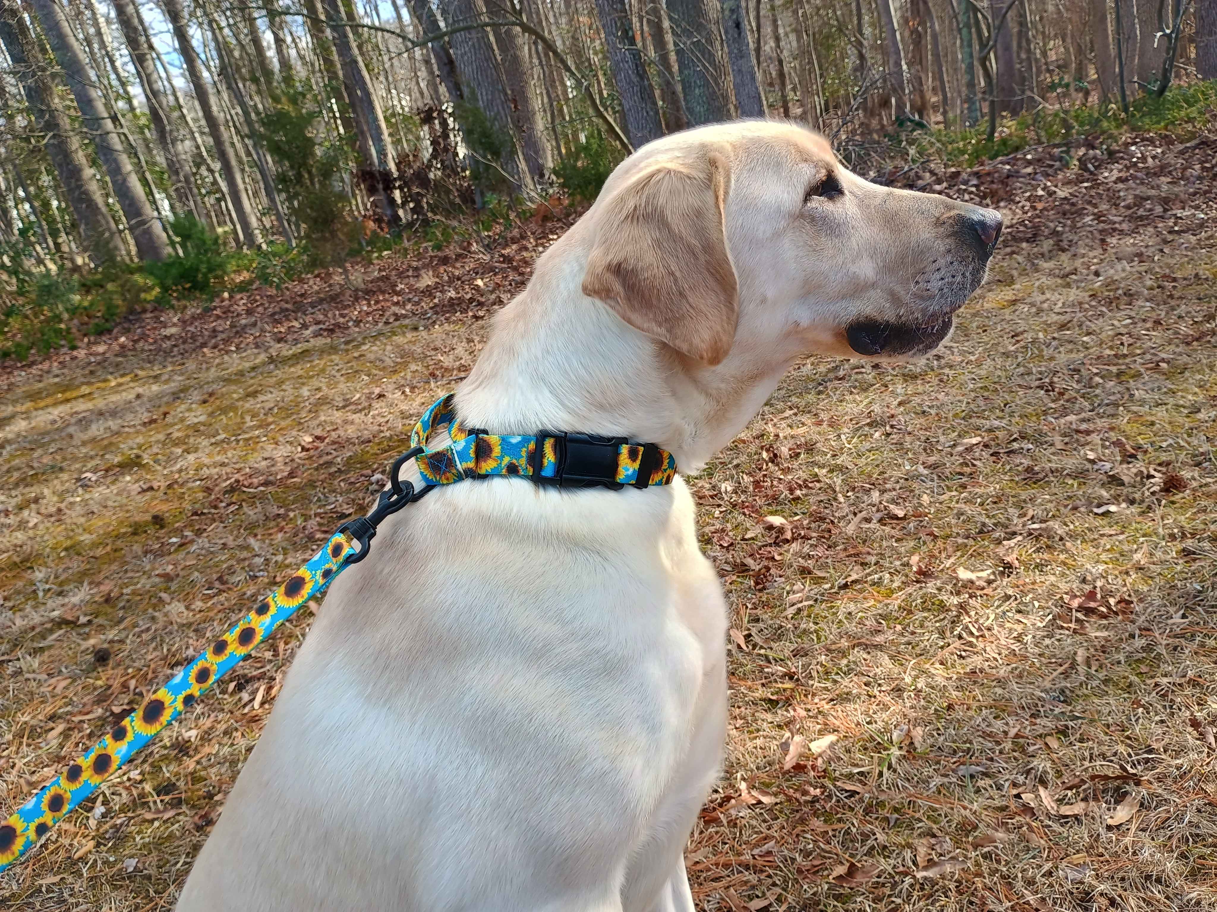 A beautiful yellow female labrador sporting a metal free TSA sunflower martingale with buckle & matching leash. Yellow sunflowers on a sky blue background, completely metal free and great for TSA checkpoints.