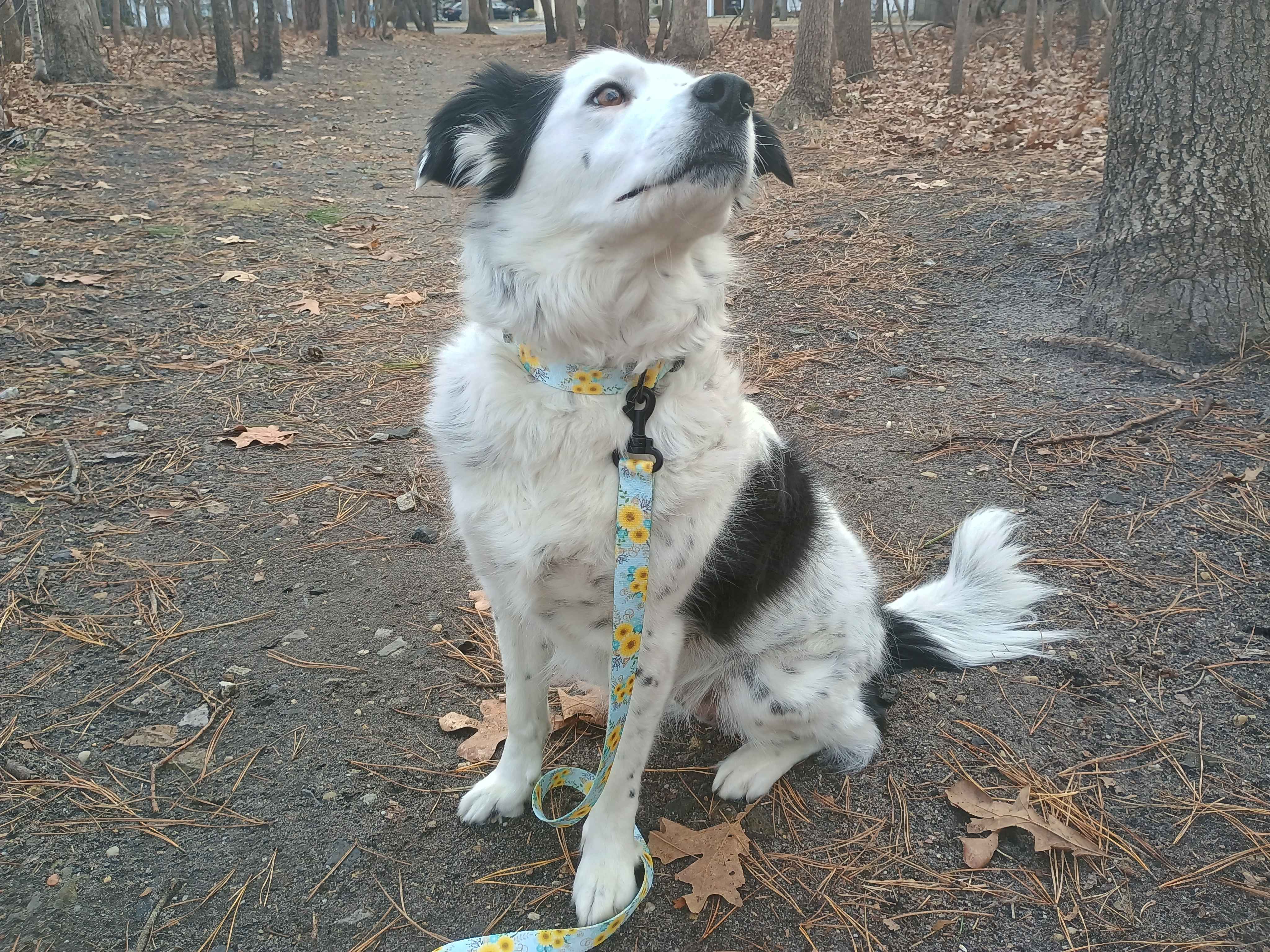 A beautiful female piebald merle border collie wearing a Sunshine metal free TSA collar with a matching metal free TSA leash. This collar features all plastic hardware with  yellow daisies on a light blue background.