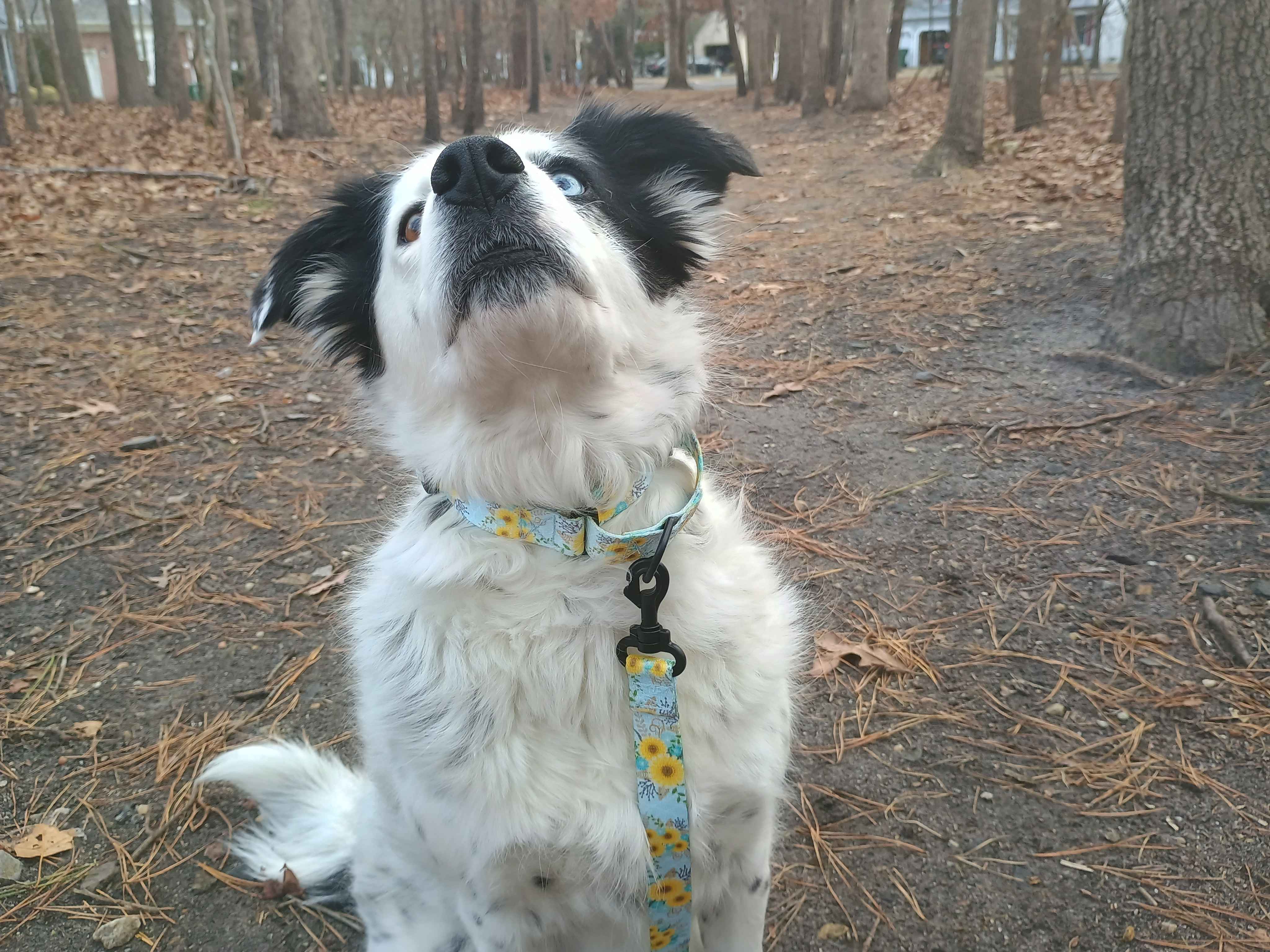 A beautiful female piebald merle border collie wearing a Blue Blossom metal free TSA martingale with a matching metal free TSA leash. This collar features all plastic hardware with pink blossoms on a spring blue background.