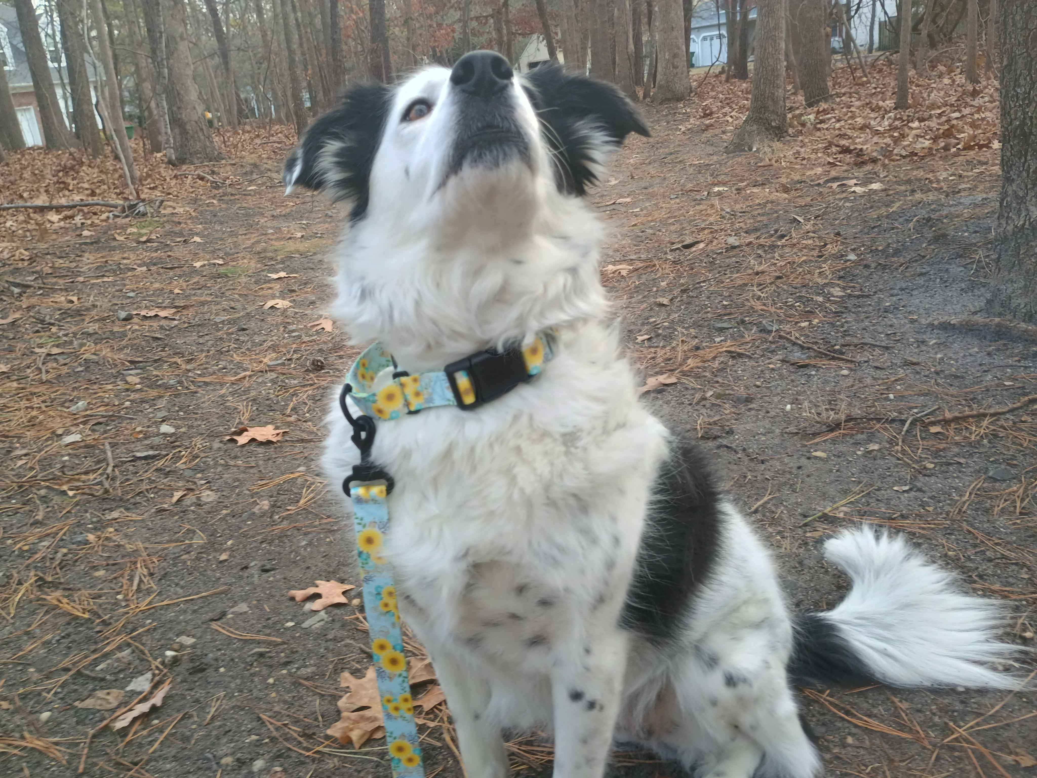 A beautiful female piebald merle border collie wearing a Sunshine metal free TSA martingale featuring a quick release plastic buckle with a matching metal free TSA leash. This collar features all plastic hardware with  yellow daisies on a light blue background.