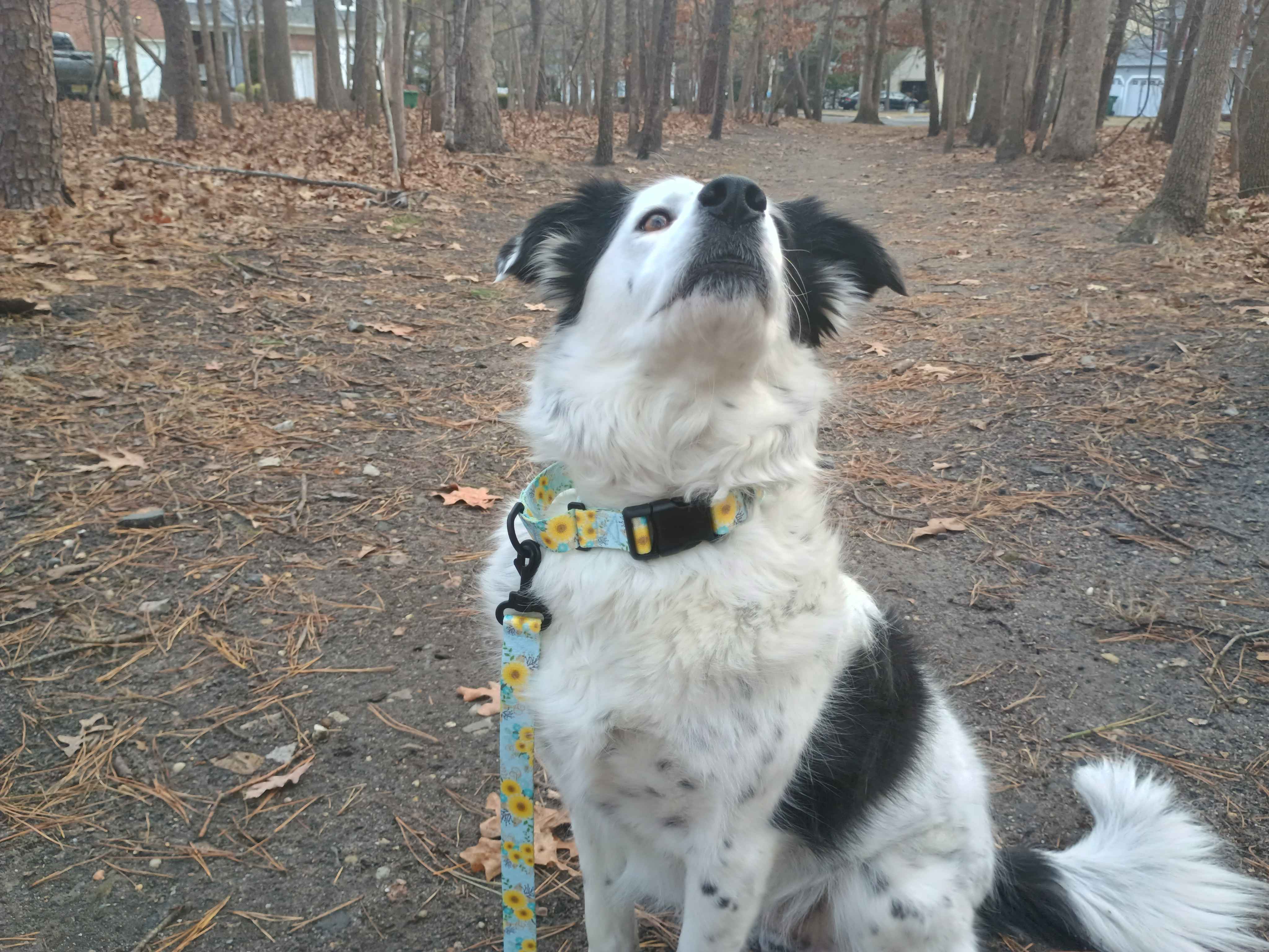 A beautiful female piebald merle border collie wearing a Sunshine metal free TSA martingale featuring a quick release plastic buckle with a matching metal free TSA leash. This collar features all plastic hardware with  yellow daisies on a light blue background.
